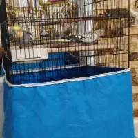 طوطی عروس|پرنده|لولمان, |دیوار