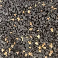 فروش انواع بذر پیاز درجه یک