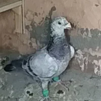 باسلام خدمت عشق بازان یک عدد سارسبز گم کردم