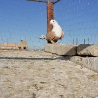 کل سفید زرد هفرنگ نر