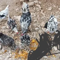 تخم مرغ گلین|خوردنی و آشامیدنی|سرپل ذهاب, |دیوار