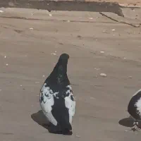 سینه سیاه نر مست پرشی