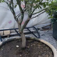 بونسای افرا