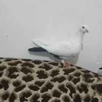 نر دم سیاه سالم سرحال
