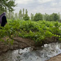 باغ هزار متری نیم ساعت اب لوله کشی تا سر باغ|فروش زمین و ملک کلنگی|خرمدره, |دیوار