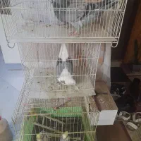 کفتر و عروس هلندی