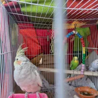 عروس هلندی و مرغ عشق|پرنده|مشهد, کوی سیدی|دیوار