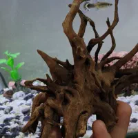 چوب ابنوس اکواریوم|ماهی|ایلام, |دیوار