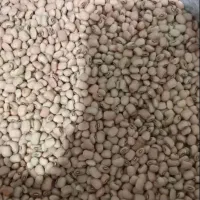 فروش ۳۰۰کلیو لوبیا آشی و ۲۰۰کیلو لوبیا چش بلبلی