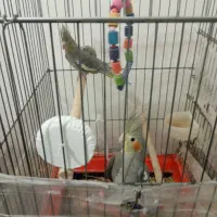 عروس هلندی|پرنده|کبودرآهنگ, |دیوار