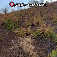 باغ انگور درجه یک 7 هزار متر|فروش دفتر صنعتی، کشاورزی، تجاری|نمشیر, |دیوار