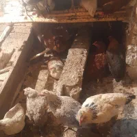 تعدادی حیوانات مزرعه مرغ و خروس و...|حیوانات مزرعه|سنگدوین, |دیوار