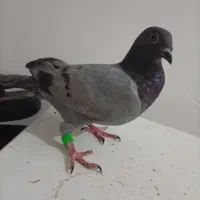 کفتر|پرنده|بیرجند, |دیوار