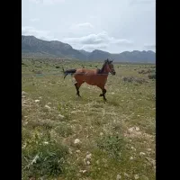 اسب‌ مادیان