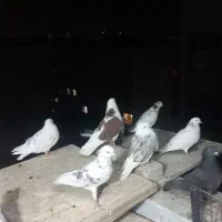 سلام اول آگهی بخون بعد زنگ بزن