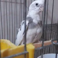 عروس و کوتوله