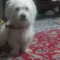 سگ نر|سگ|قوچان, |دیوار