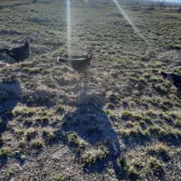 بوقلمون ماده