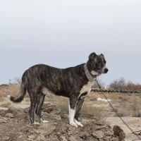 سگ گله افغانی 4 ساله|سگ|شاهرود, |دیوار