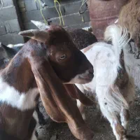 بزغاله های جنسی نامبروان