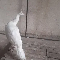 طاوس|پرنده|کرج, کمال‌شهر|دیوار