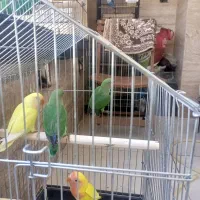 طوطی برزیلی|پرنده|سنندج, |دیوار
