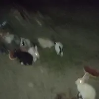 تنگ بودن مکان زندگی