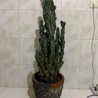 کاکتوس غول پیکر صخره ای|گل و گیاه طبیعی|هشتگرد, فاز ۱ مهستان|دیوار