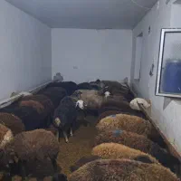 گوسفند بره دار|حیوانات مزرعه|ایجرود, |دیوار