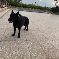 جهت جفت گیری