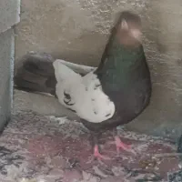 کفتربهبانی ویک میلیمنزنر سرحال|پرنده|افزر, |دیوار