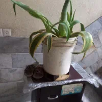 کاکتوس لوکاداا ۸۰۰۰۰۰هزار تومن