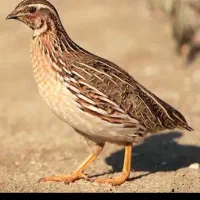 بلدرچین خروس و..درب منزل