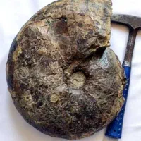 فسیلهای ایران و زون کپه داغ