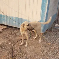 واگذاری سگ|سگ|تهران, مشیریه|دیوار