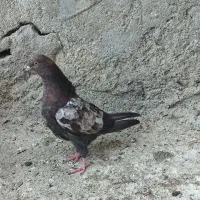 کبوتر کله ای،برنجی|پرنده|امیدیه, |دیوار