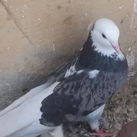 کبوتر قلم کار ساعتی بالای ۸ساعت