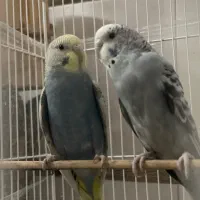مرغ عشق