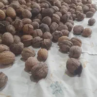 گردو اعلاء درجه ۱