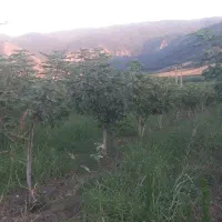 باغ انجیر گلابی
