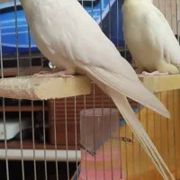 فروش یک جفت عروس هلندی|پرنده|شیراز, فرهنگ شهر|دیوار