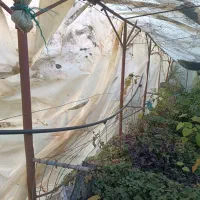 پایه کیوی اهنی