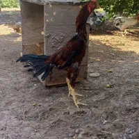 خروس لاری افقان