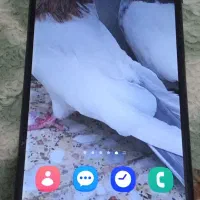 باسلام گوشی a03sحافظه ۳۲