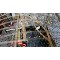 فنج جفت به شرط|پرنده|بندر امام خمینی, |دیوار