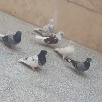 کفتر همه جوره بشرط