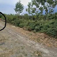 زمین،باغی سندششدانگ تک برگ،براتوبان اصلی|فروش زمین و ملک کلنگی|بندر گز, |دیوار