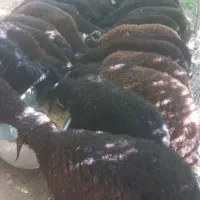 انواع برهایه سبک وسنگین