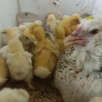 جوجه برهما و اردک|حیوانات مزرعه|مشهد, ویلاشهر|دیوار