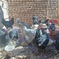 مرغ و خروس جوان